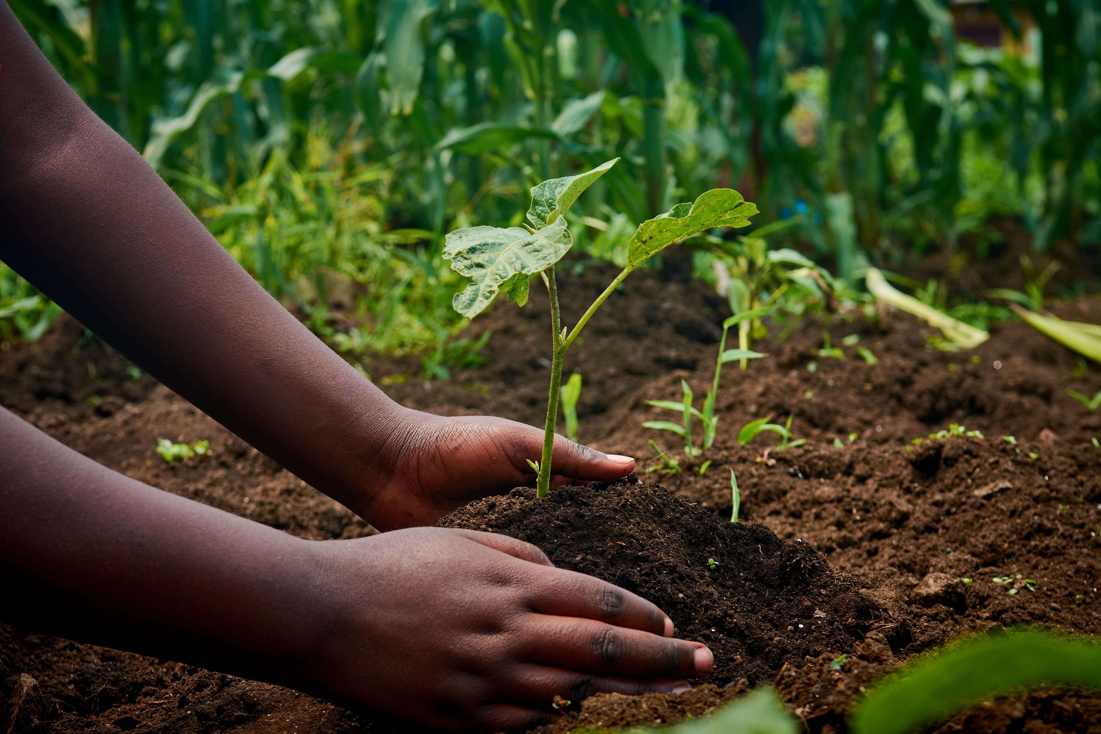 Hands planting a young seedling into soil on a community farming plot