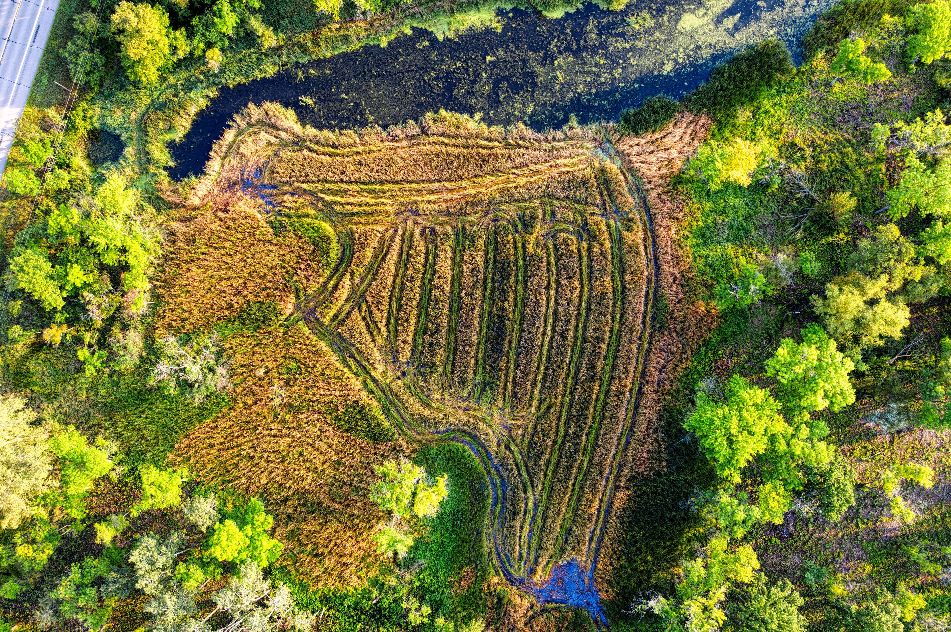 Aerial view of restored wetland channels cutting through marsh reeds beside a forest