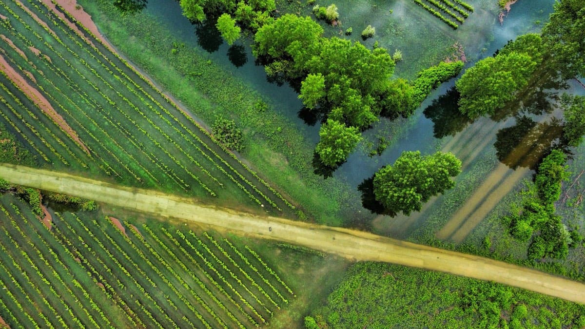 Aerial view of vineyard rows beside a flooded riverbank and trees